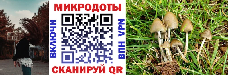 Галлюциногенные грибы Psilocybine cubensis  Элиста 